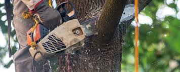 Delavan Lake, WI Tree Services Company